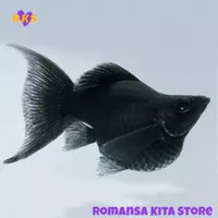 Molly Black Balon / Ikan Hias Aquascape Air Tawar / Molly Hitam Balon