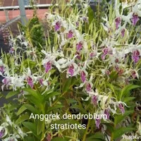 Tanaman hias anggrek dendrobium stratiotes