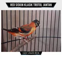 Burung Red Siskin Klasik Trotol Jantan