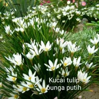 Tanaman hias bunga kucai tulip putih