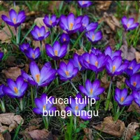 Tanaman hias bunga kucai tulip ungu
