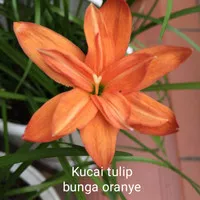 Tanaman hias bunga kucai tulip oranye