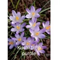 Tanaman hias bunga kucai tulip purple