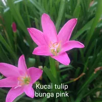 Tanaman hias bunga kucai tulip pink