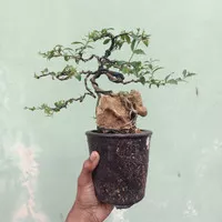 bonsai sakura micro sesuai foto