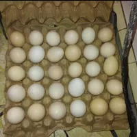 Telur ayam arab / papan