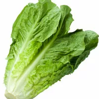 romaine lettuce, romaine, lettuce