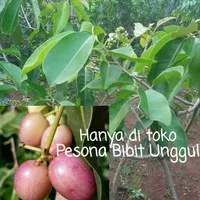 Promo Bibit Buah Juwet Putih Berbunga | Jamblang Putih Kaya Manfaat