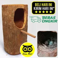 GLODOK TERNAK MURAI BATANG POHON GLODOG SARANG BURUNG KACER CUCAK GLBP