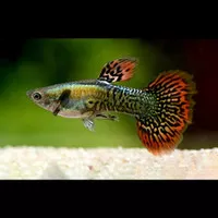 ikan guppy