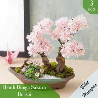 Benih Bibit Biji Bunga Sakura Bonsai Import