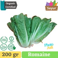 Romaine Lettuce | Sayur Romaine | Selada Salad