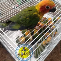 Burung Sun Conure Baby sudah full bulu