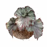 tanaman hias begonia spider-tanaman begonia rex