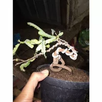 bonsai asem Jawa ori