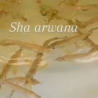 arwana golden 24k ikan arwana