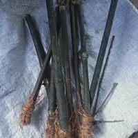 Bambu hitam , Bibit stek bambu hitam bambu hias
