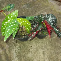 Paket 2 Tanaman Begonia polkadot - begonia mocca polkadot