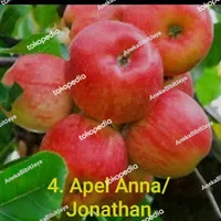 bibit buah apel Anna/apel jhonatan