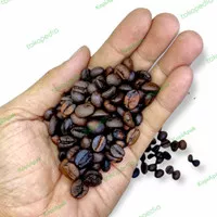 kopi robusta lampung 100 gram 1 ons coffee bean biji atau bubuk murah