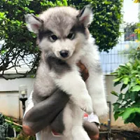 alaskan malamute male puppy.grey&white.imported bloodlines