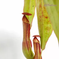 Nepenthes Mirabilis | Kantong Semar | Jungle Carnivorous Pitcher Plant