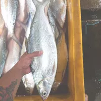 Ikan mujair merah Segar