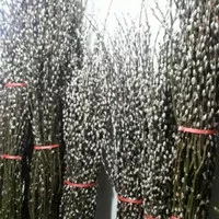 Pussy willow single tinggi 1,5 m / pohon imlek