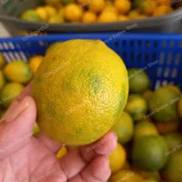 Lemon California Lokal Grade C khusus