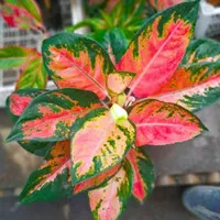 aglonema red kochin - tanaman hias aglonema kochin 3daun keatas dewasa