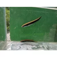 Ikan Hias Channa Green Marulius 3-4cm
