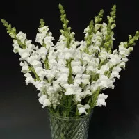 Snapdragon Rocket White F1 10 Biji Benih