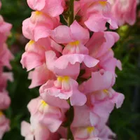 Snapdragon Rocket Pink F1 10 Biji Benih