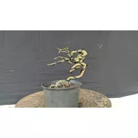 bonsai sakura micro