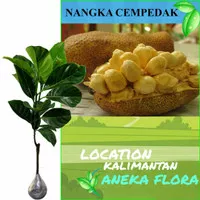 bibit tanaman buah nangkadak/ nangka cempedak (tinggi 110-130cm)