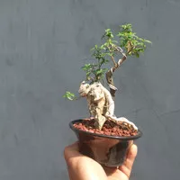 bonsai sakura micro (bungur)