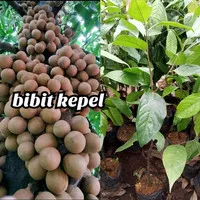 BIBIT BUAH KEPEL/ BIBIT KEPEL ASLI SUPERUNGGUL