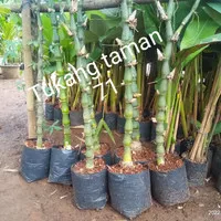 Tanaman hoki bambu nagin