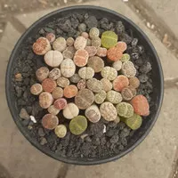 Lithops Rimbun pot 8cm