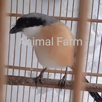 Burung Cendet Pentet Gacor jinak