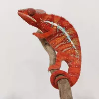 Panther Chameleon Reptil