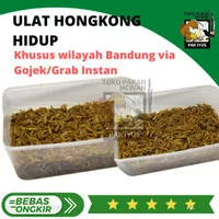 ULAT HONGKONG HIDUP