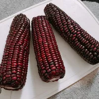 Benih Jagung Ungu-Purple Corn-Maiz Morado Isi 10 Biji