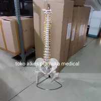 alat peraga model kerangka tulang belakang manekin manusia