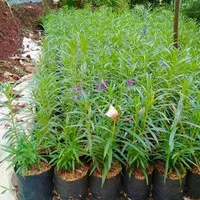 tanaman lavender asli/tanaman lavender pengusir nyamuk