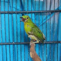 BURUNG CUCAK IJO PH BAHAN JANTAN