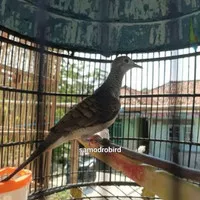 Burung Perkutut Bangkok suara bagus ring ternama jkt