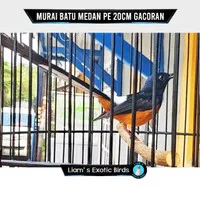 Burung Murai Batu Medan PE 20cm Gacoran Siap Gantang Bergaransi