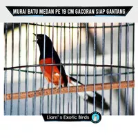 Burung Murai Batu Medan PE 19 cm Gacoran Siap Gantang Bergaransi