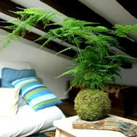 Mossball - Plumosa Fern "Asparagus Plumosus" (Tanaman Hias Indoor)